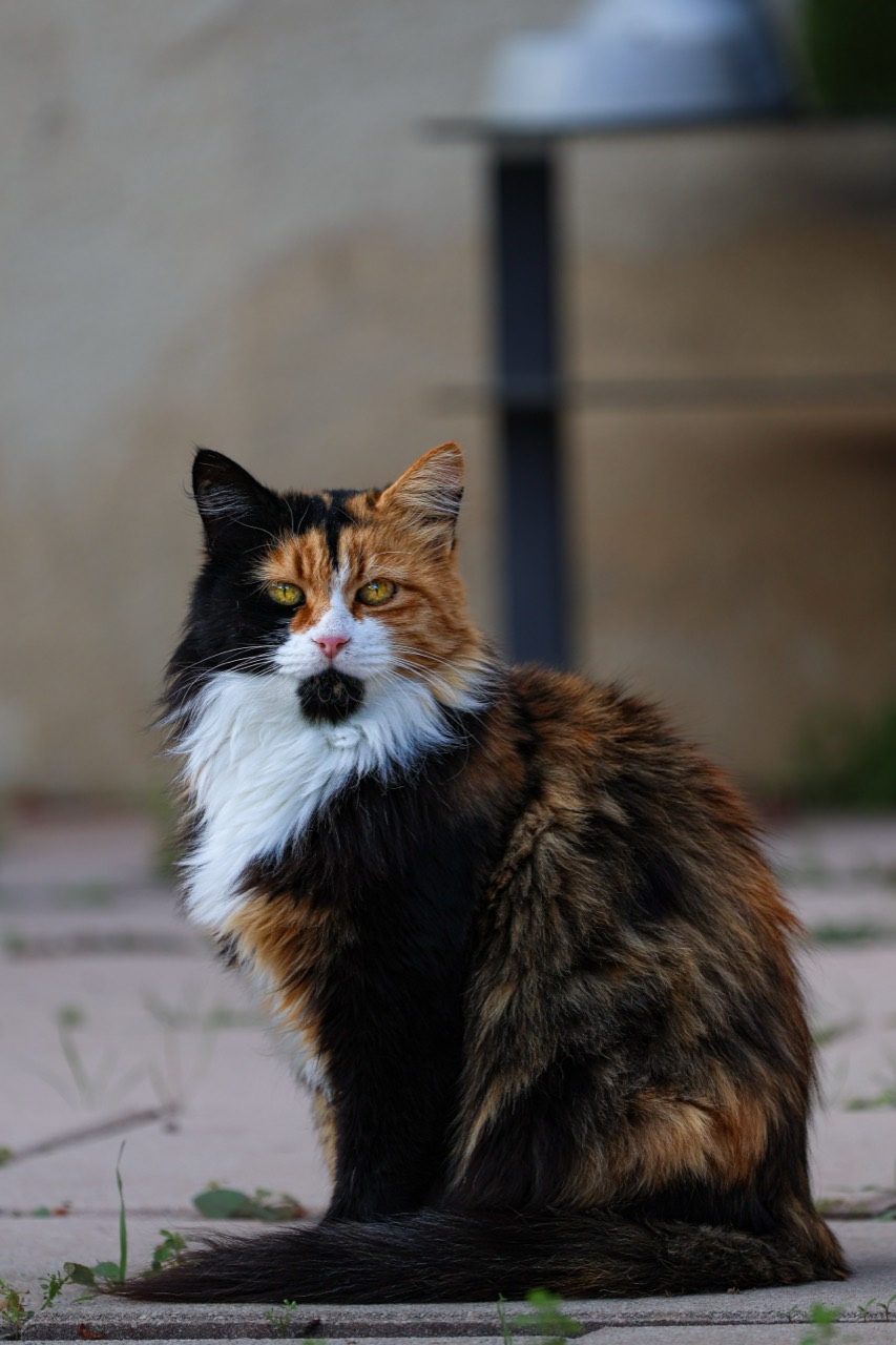 Chat tricolore à poil long assis en extérieur