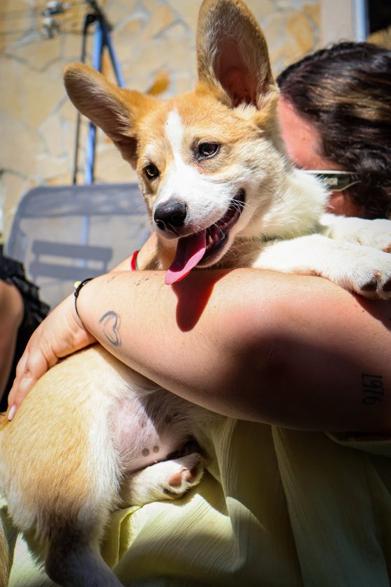 Chiot corgi souriant